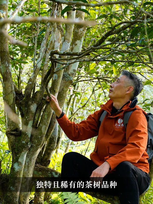 【猎虎山散茶】2024年头春易武刮风寨茶区新发现稀缺资源 普洱茶生茶散茶300g/木箱装 商品图1