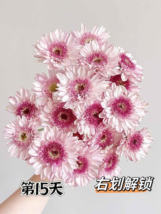 【AB级大红帽小雏菊】5支/份 商品图6