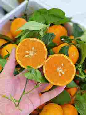 9.9元3斤云南鲜蜜柑一份