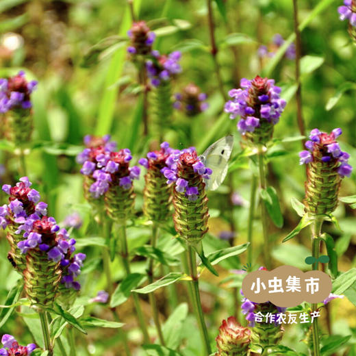 野生夏枯草50g/袋 | 合作农友生产，产自广东连南瑶族自治县，生产者：张运东 &【公平贸易农人定价】 商品图6