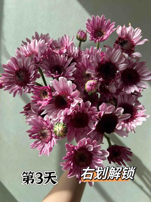 【AB级大红帽小雏菊】5支/份 商品图2
