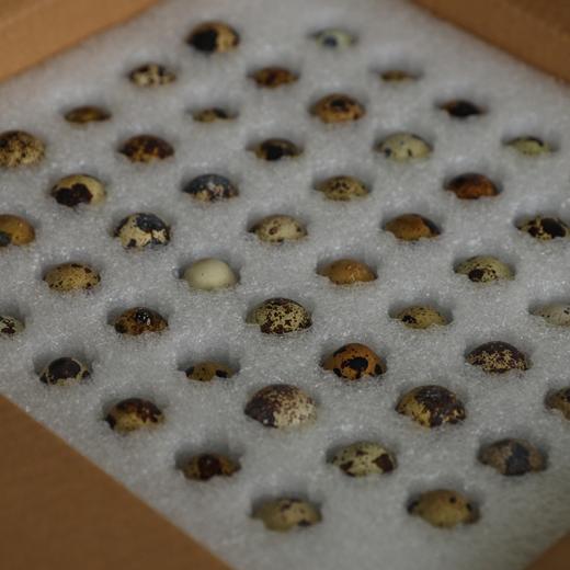 生态鹌鹑蛋 商品图11