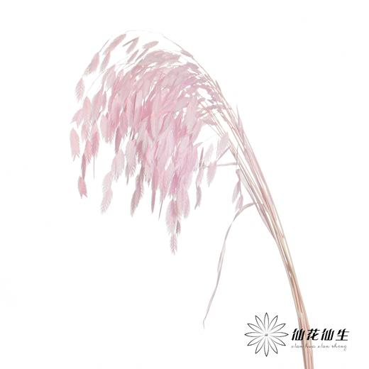 永生花材 | 小盼草香芋紫 商品图5