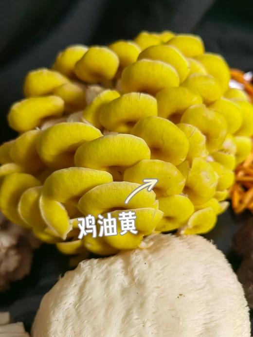 吃菌子的快乐！【新鲜云南七彩菌菇组合】云南人的专属快乐 500g甄选6-7种新鲜菌菇！1000g甄选9-10种新鲜菌菇！刺身、蒸炒涮煮炖，怎么吃都好吃~ 商品图7