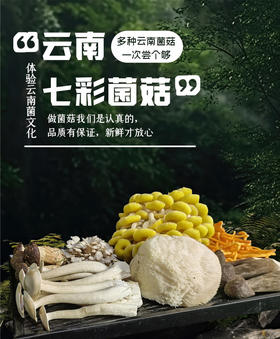 吃菌子的快乐！【新鲜云南七彩菌菇组合】云南人的专属快乐 500g甄选6-7种新鲜菌菇！1000g甄选9-10种新鲜菌菇！刺身、蒸炒涮煮炖，怎么吃都好吃~