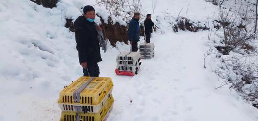 上新推荐 | 云南香格里拉踏雪藏土乌鸡 商品图10