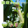 【纱衣拇指玉米】西双版纳 软糯皮薄 香味浓郁 颗粒饱满 代脂代餐 2斤装礼盒 商品缩略图7