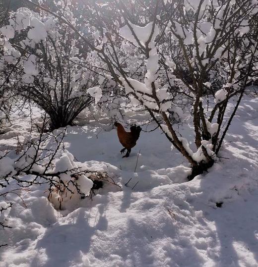 上新推荐 | 云南香格里拉踏雪藏土乌鸡 商品图13