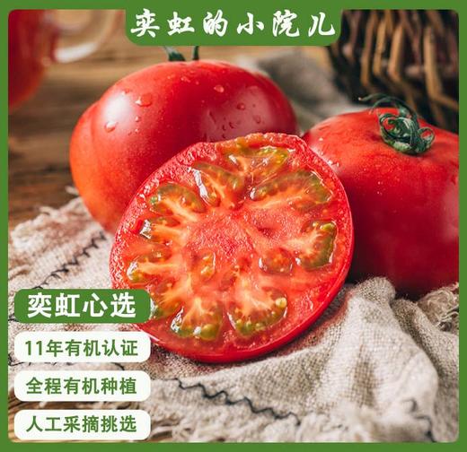 2026年番茄来啦！！新疆有机番茄全程有机种植 纯天然 顺应时节 自然成熟 沙瓤细腻 口感醇厚 汁水充沛  皮薄汁满 黄金酸甜配比 来自新疆的健康有机食材 商品图0