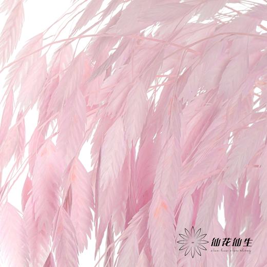 永生花材 | 小盼草香芋紫 商品图8