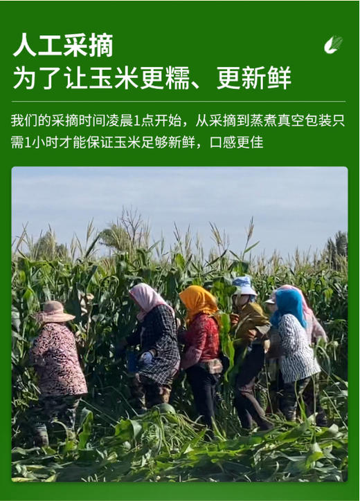 甜糯玉米🌽&黑糯玉米🌽非转基因 零添加 零农残 巨好吃～来自黑龙江 商品图7