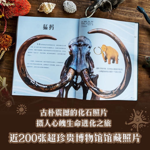 DK典藏博物馆 DK50周年特别纪念版(全6册) 商品图1