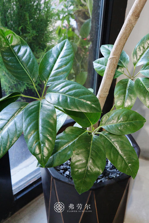 大叶伞 商品图1