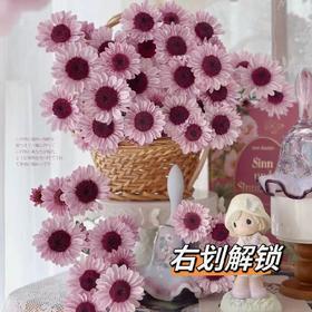 【AB级大红帽小雏菊】5支/份