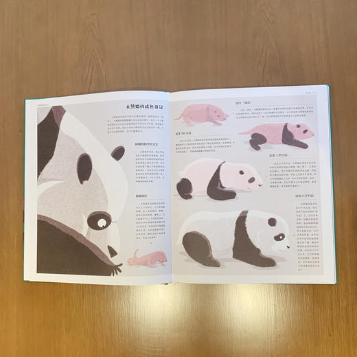 大熊猫——一本正经的大熊猫百科全书 商品图2