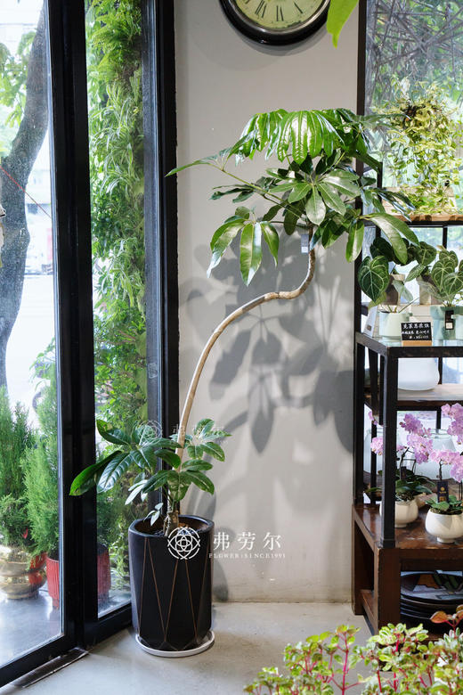 大叶伞 商品图0