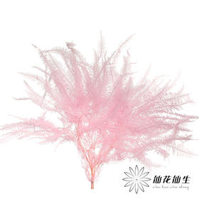 永生花材 ｜ 芒其叶粉