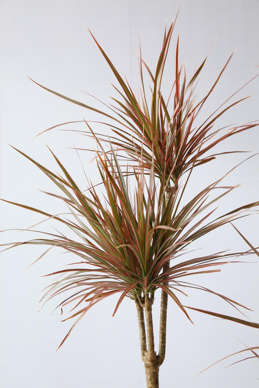 千年木 商品图2