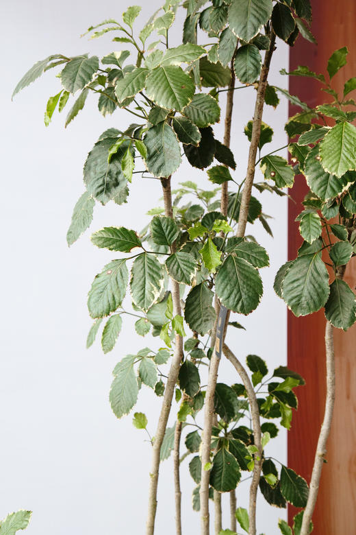 花叶福禄桐 商品图1