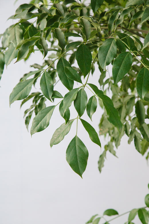 幸福树 商品图2