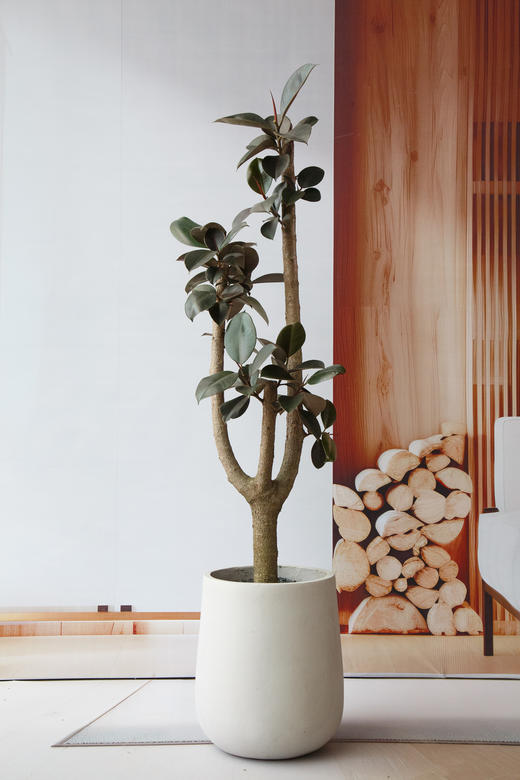 黑金刚 商品图0