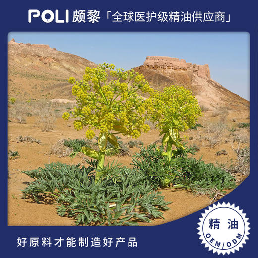 印度白松香精油 天然白松香精油原料批发 颇黎进口白松香精油原液 商品图0