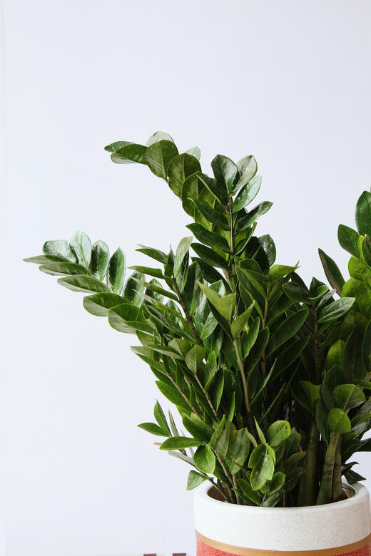 金钱树 商品图2