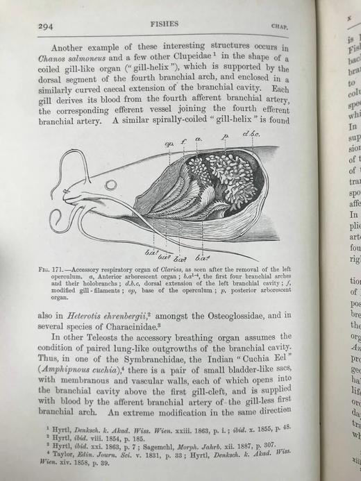 1904年 半索动物/海鞘与蛞蝓动物/鱼类图鉴 440幅插图 漆布精装大32开 商品图14