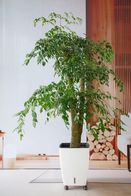 幸福树 商品图0