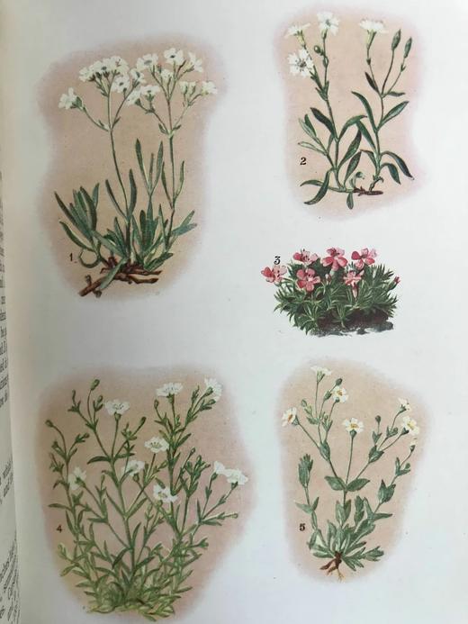 含彩色藏书票！约20世纪早期 欧洲高山植物图鉴 64页彩色插图 漆布精装32开 商品图11