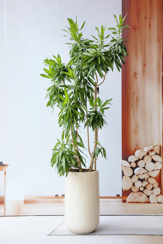 百合竹 商品图0