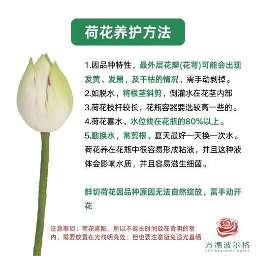 荷花-巨无霸 5支一扎 商品图2