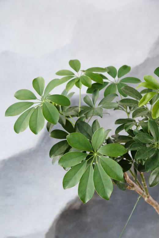 招财树 商品图2