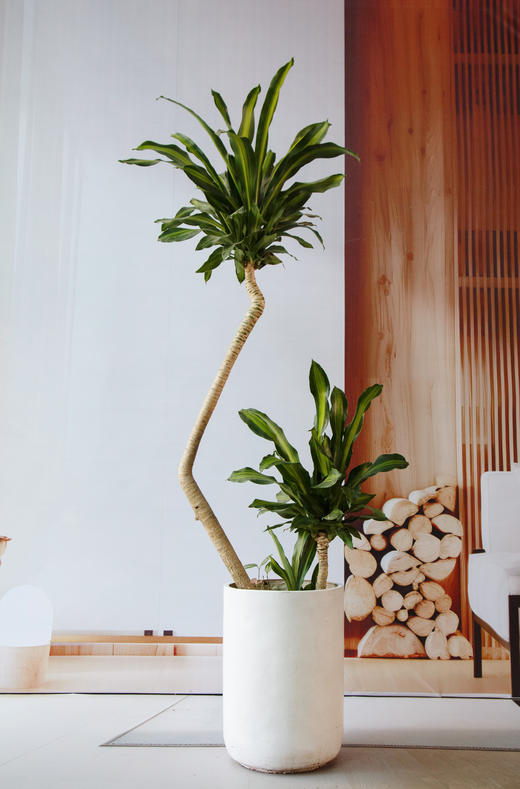 造型巴西木 商品图0