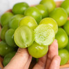 【云南阳光玫瑰】EMS空运 云南高原 阳光玫瑰葡萄 脆甜无籽 香甜多汁 皮薄肉厚 一口爆汁 多种规格任选 商品缩略图4