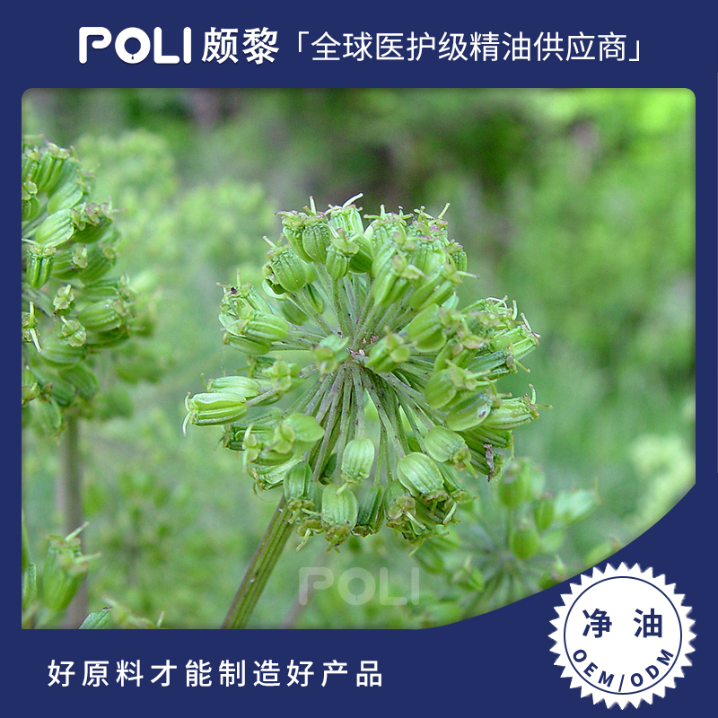 中国当归净油CO2 颇黎单方精油原料 美容院护肤按摩当归净油香薰