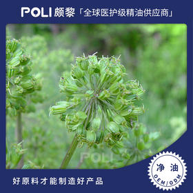 中国当归净油CO2 颇黎单方精油原料 美容院护肤按摩当归净油香薰