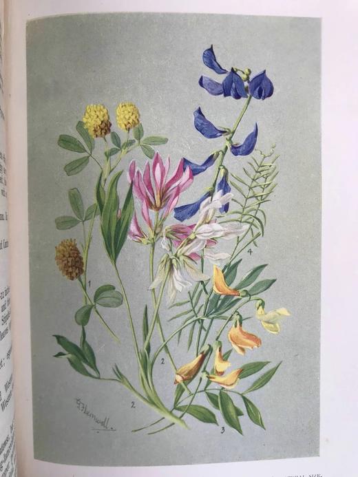 含彩色藏书票！1912年 亚高山植物图鉴 33页彩色插图 漆布精装32开 商品图12