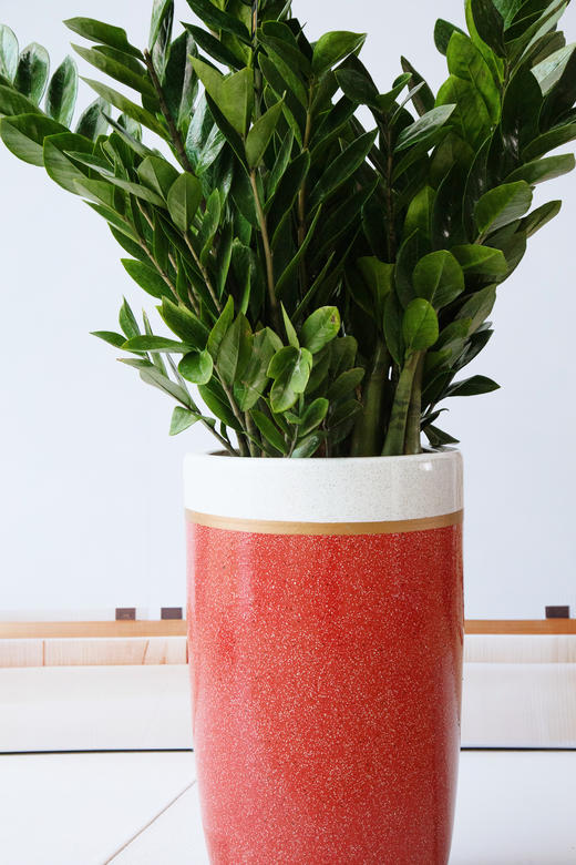 金钱树 商品图1