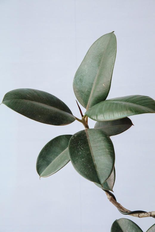 黑金刚 商品图2