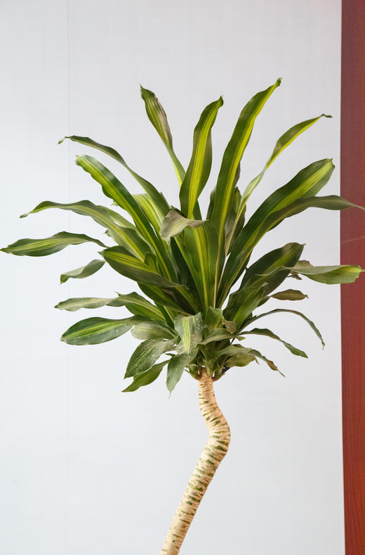 造型巴西木 商品图2