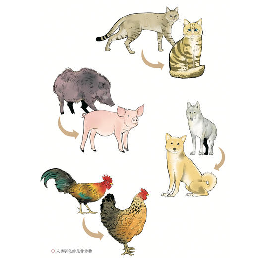 “苗德岁写给孩子的自然科学”3册套装：《人类进化》《生态家园》《奇妙生物》 商品图8