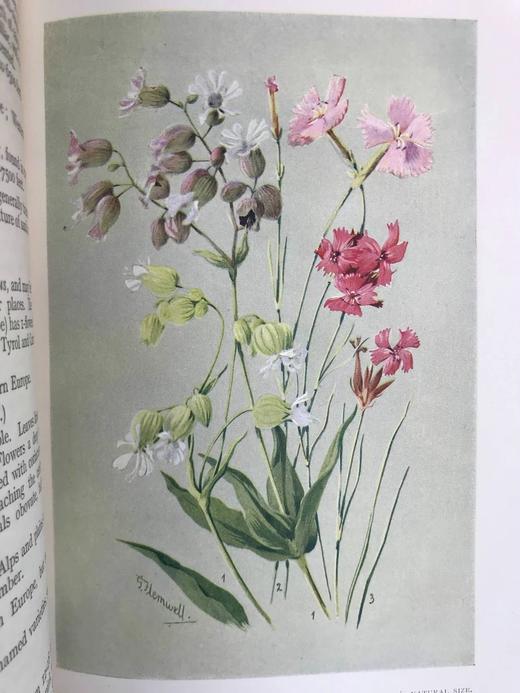 含彩色藏书票！1912年 亚高山植物图鉴 33页彩色插图 漆布精装32开 商品图13