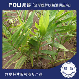 印尼进口姜精油原料 印尼天然进口姜精油 美容院按摩刮痧进口精油
