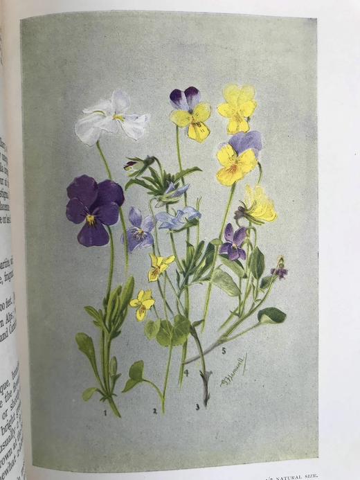 含彩色藏书票！1912年 亚高山植物图鉴 33页彩色插图 漆布精装32开 商品图14
