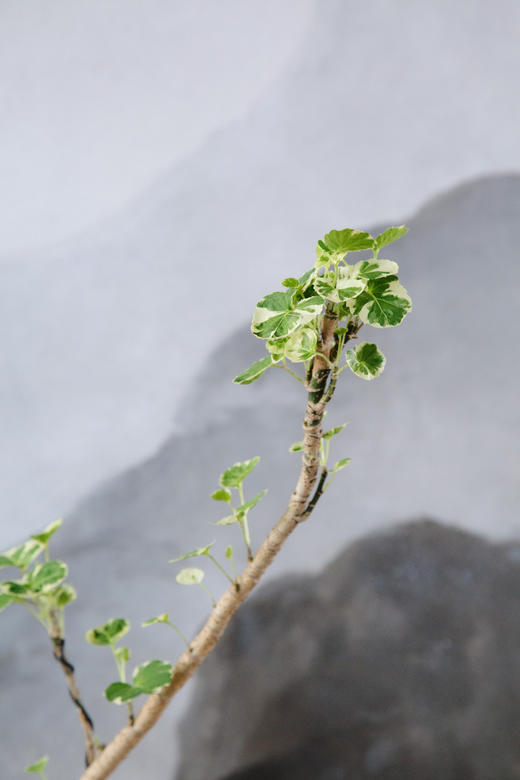 花叶福禄桐 商品图2