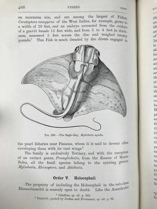 1904年 半索动物/海鞘与蛞蝓动物/鱼类图鉴 440幅插图 漆布精装大32开 商品图10