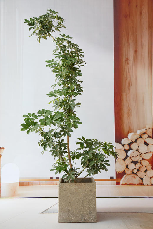 鸭脚木 商品图0