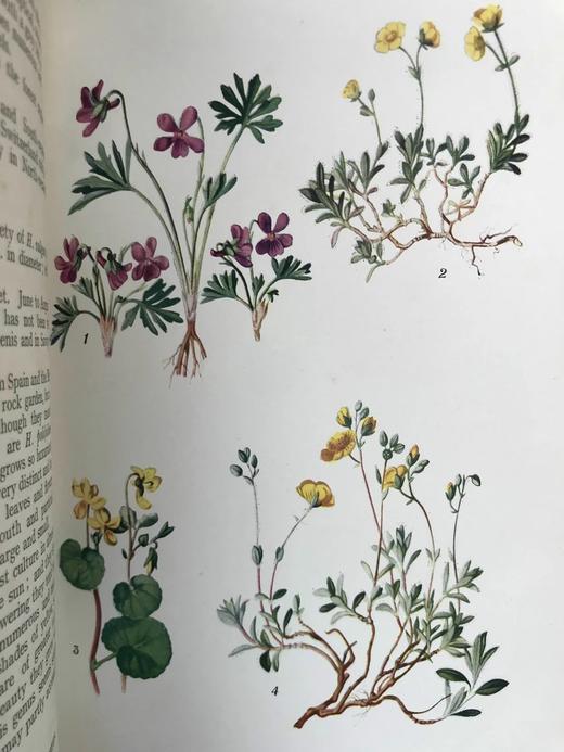 含彩色藏书票！约20世纪早期 欧洲高山植物图鉴 64页彩色插图 漆布精装32开 商品图14