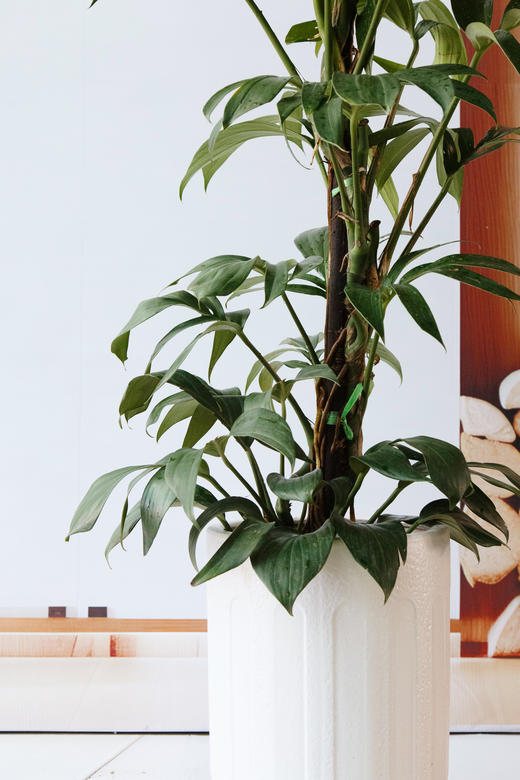 麒麟尾 商品图1